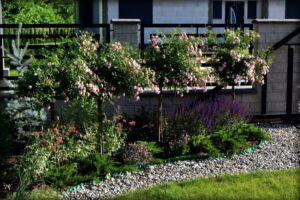 róże pienne the fairy