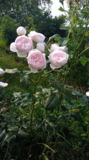 angielska róża heritage