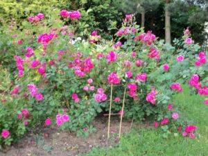 kanadyjska róża krzaczasta alexander mackenzi