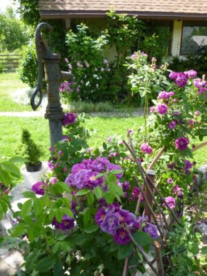 niebieska róża parkowa rhapsody in blue