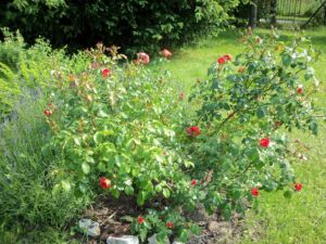 róża gebrüder grimm