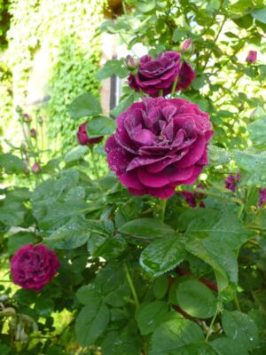 róża historyczna, parkowa souvenir du dr jamain