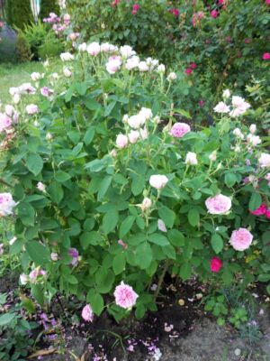 róża princess alexandra of kent