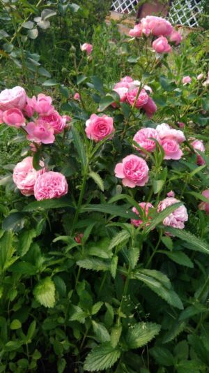 róża rabatowa leonardo da vinci