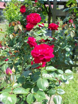 róża wielkokwiatowa