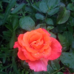 róża wielkokwiatowa pomarańczowa monika zwana również tanakinom