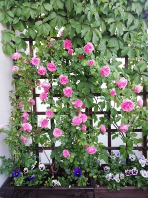 róże rabatowe leonardo da vinci