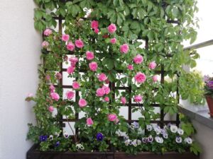 różowe róże leonardo da vinci w donicy