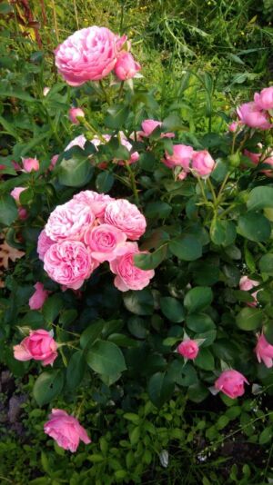 różowe róże rabatowe leonardo da vinci