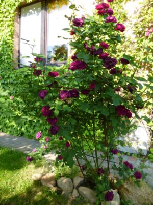 suvenir du dr jamain różża parkowa, historyczna